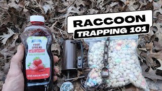 How To Quickly Catch Raccoons In Foot Traps [upl. by Zerep]