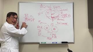 Dorsal pontine stroke syndromes [upl. by Dodd]