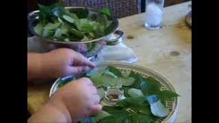 How to Dry Red Raspberry Leaves [upl. by Aleahcim]