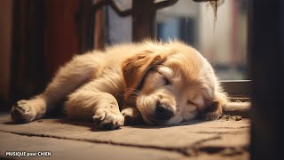 Musique relaxante pour chien 🐶 Musique pour endormir les chiens Pour le détendre et le déstresser [upl. by Uttasta532]