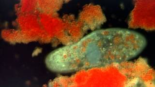 Introduction to the Protists [upl. by Deming823]