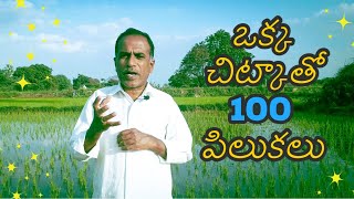 వరిలో ఒక్క చిట్కాతో 100 పిలుకలు  one trick 100 benefits in paddy cultivation  karshaka Nestham [upl. by Znerol]