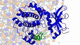 Phospholamban  protein kinase A interactions [upl. by Essilec]