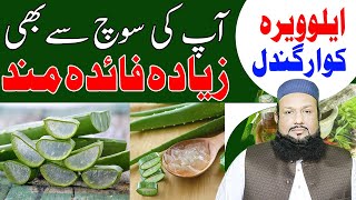 Aloe Vera Ke Fayde Kawar Gandal  Aloe Vera Benefits  How To Use Aloe Vera  Hakeem Mehmood Tohidee [upl. by Ahsinot]