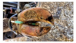 SHOCKING truth about cutting and trimming cow hoves many screws stuck in the hooves Ep5 [upl. by Nattie472]