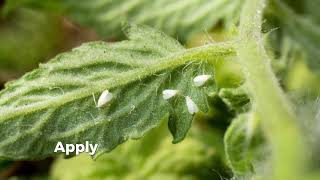 How to Control whiteflies in Tomato 🍅 [upl. by Kcirnek430]