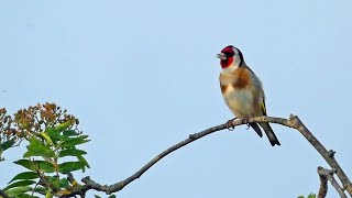 Goldfinch Singing [upl. by Reichel]