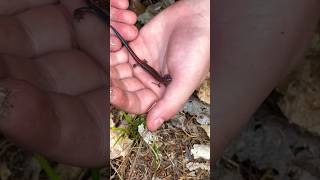 Lungless 4 toed salamander catch MindlessBuilders catching salamander outdoors love nature [upl. by Kjersti957]