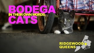 Bodega Cats In Their Own Words Carmel of Ridgewood Queens [upl. by Janek]