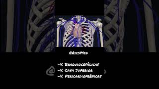 Venas del mediastino superior anatomia viral viralvideos video medicina doctor quiz fyp [upl. by William]