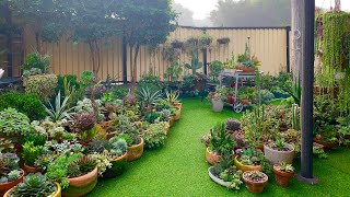 My Backyard Succulent Garden [upl. by Mainis]