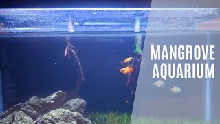 Freshwater Mangrove 10 Gallon Aquascape Aquarium Tank [upl. by Hime447]