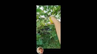 Harvesting And Picking ⭐ Star fruits Balimbing Fruits [upl. by Walrath]