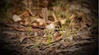 Superb Fairywren Superb BlueWren or Blue Wren Malurus cyaneus ♀  Prachtstaffelschwanz 1 [upl. by Varrian]