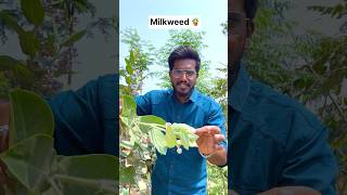 Milkweed 🪴in Nepal 🇳🇵  Agrotill  farming travel shorts business [upl. by Aisan823]