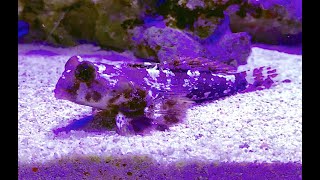 コウワンテグリ Ocellated dragonet Neosynchiropus ocellatus [upl. by Nodnol]