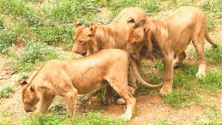 2 Young Lions try to impress 1 Lioness  Gwalior Zoo  Zoological Park [upl. by Arther]