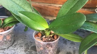 Como replantar uma orquídea phalaenopsis de uma maneira simples e segura [upl. by Lletnuahs115]