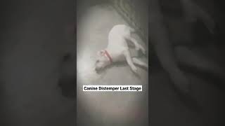 Canine Distemper Last Stage  shorts  Symptoms Case 6 [upl. by Ennoitna]