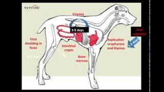 Parvoviral Enteritis in the Canine  Pathogenesis [upl. by Yrrot]