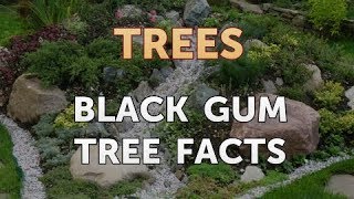 Black Gum Tree Facts [upl. by Adnima]