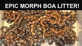 Just Born EPIC Marron Hypo Jungle Morph Boa Litter [upl. by Desirae]