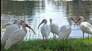 Kolleru Lake Bird Sanctuary Andhra Pradesh India Travellifejourneys [upl. by Erine]