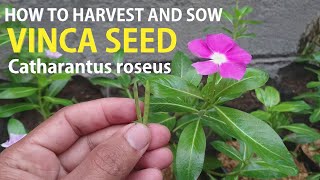 The right way to harvest and seed fast growing vinca seeds l Catharantus roseus [upl. by Hgielyak]