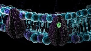 Biologia 08  Membrana plasmatica parte 1 [upl. by Ahsened339]