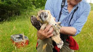 Poole Harbour Osprey Ringing Video 2022 [upl. by Celle497]