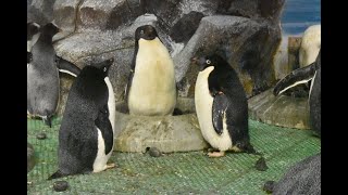 【名古屋港水族館】ペンギンのシンプルな三角関係～動画編～ [upl. by Asssilem931]