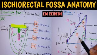 IschiorectalIschioanal fossa Anatomy  Boundaries and contents Perineum  Pelvis Anatomy [upl. by Skardol702]