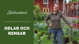 Rensa och odlar i Skillnadens Trädgård [upl. by O'Brien614]