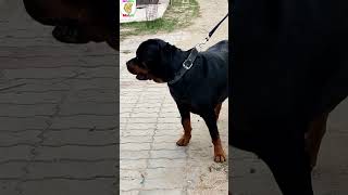 Rottwiler Protector Dog 😱🤗 doglover pets viralvideo viralshort status attitude trending max [upl. by Ahsyek]