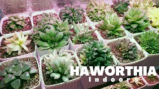 Different Haworthia Varieties  Under Growlights  August 2021 [upl. by Joash]