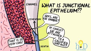 Junctional epithelium  HackDentistry [upl. by Renell]