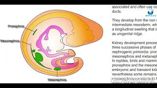 Urogenital formation  Embryology amp Biology  Made easy with Animation [upl. by Fionnula]