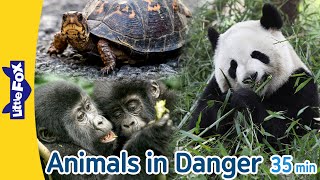 Animals in Danger  giant panda monarch butterfly mountain gorilla and more  Endangered Species [upl. by Namar]