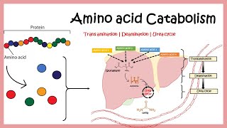 Decarboxylation of Acids by NaOH CaO [upl. by Bean283]