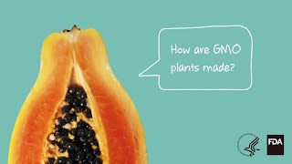 Agricultural Biotechnology How Are GMO Plants Made [upl. by Annaohj]