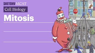 Mitosis Cell Division amp Stages Explained Full Lesson  Sketchy MCAT [upl. by Meraree]