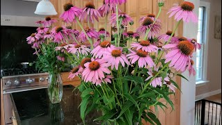 How to use Coneflowers Echinacea as Cut Flowers [upl. by Kirimia]