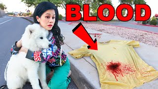 My Puppy Found Blood [upl. by Zoes]