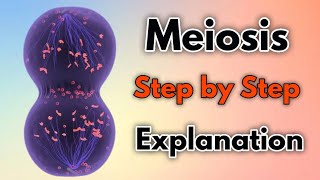 Meiosis  Step by Step Explanation [upl. by Iba289]