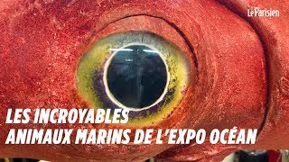 Les incroyables animaux marins de lexposition Océan [upl. by Nywde844]