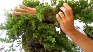 How to Create a Bonsai Tree From a Nursery Juniper Part One [upl. by Daniella]