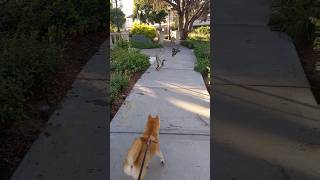 Shiba Inu Bird Hunting instinct on display shrots viral funny shiba bowietheshiba [upl. by Guild78]