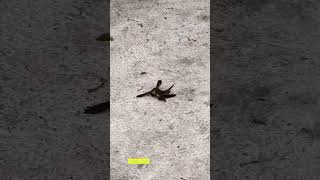 Watch how two hummingbirds are fighting with each other [upl. by Sondra]