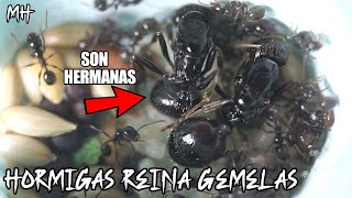 2 Hormigas Reinas hermanas empiezan a crear su hormiguero ❤️ El Mundo de las hormigas  Messor ants [upl. by Aramas968]