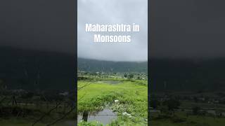 Beauty of Maharashtra in Monsoon Kamshet in rainy season mumbai rains pawnalake pune monsoon [upl. by Rolyt76]